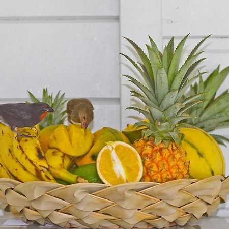 O Coeur De Deshaies Appartements Grande Anse Et Amandiers Kültér fotó