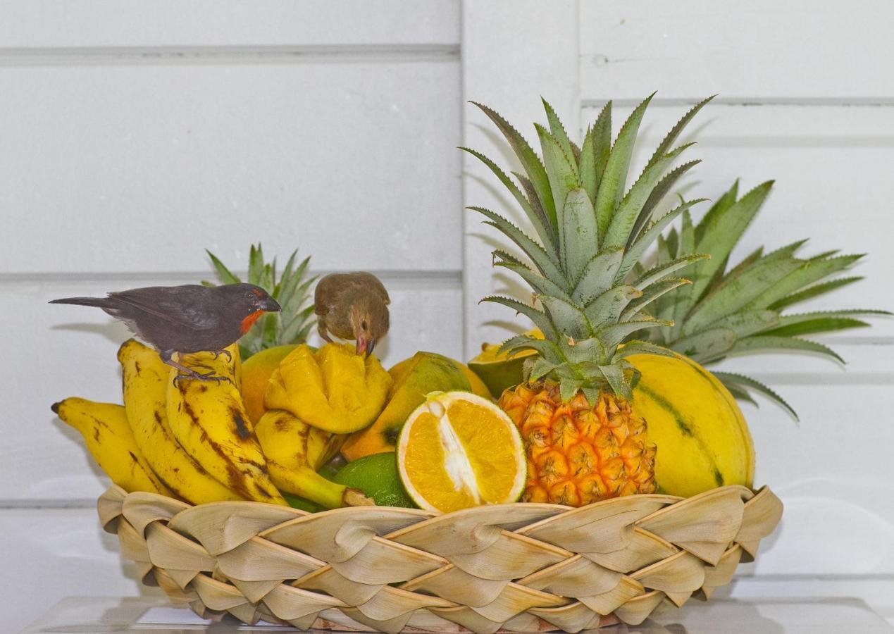 O Coeur De Deshaies Appartements Grande Anse Et Amandiers Kültér fotó